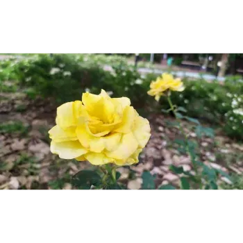Natural Yellow Rose
